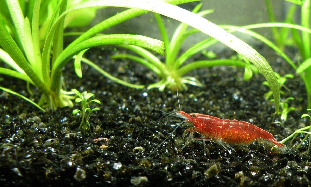 4 ways to keep freshwater shrimps