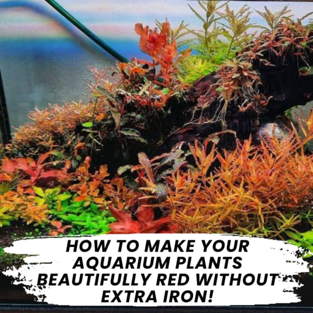 How to Make Your Aquarium Plants Beautifully Red Without Extra Iron!