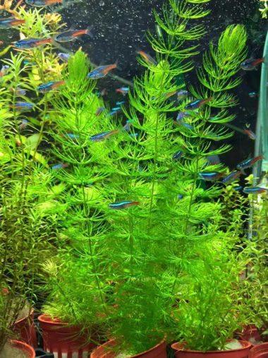 Top 10 Easy Beginner Aquarium Plants