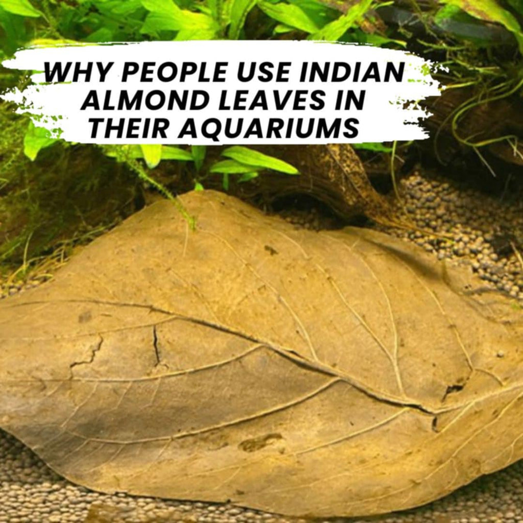 Why People Use Indian Almond Leaves in Their Aquariums