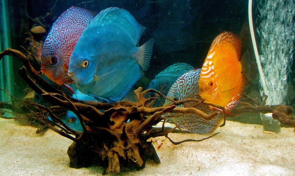The Benefits of Driftwood to Your Aquarium