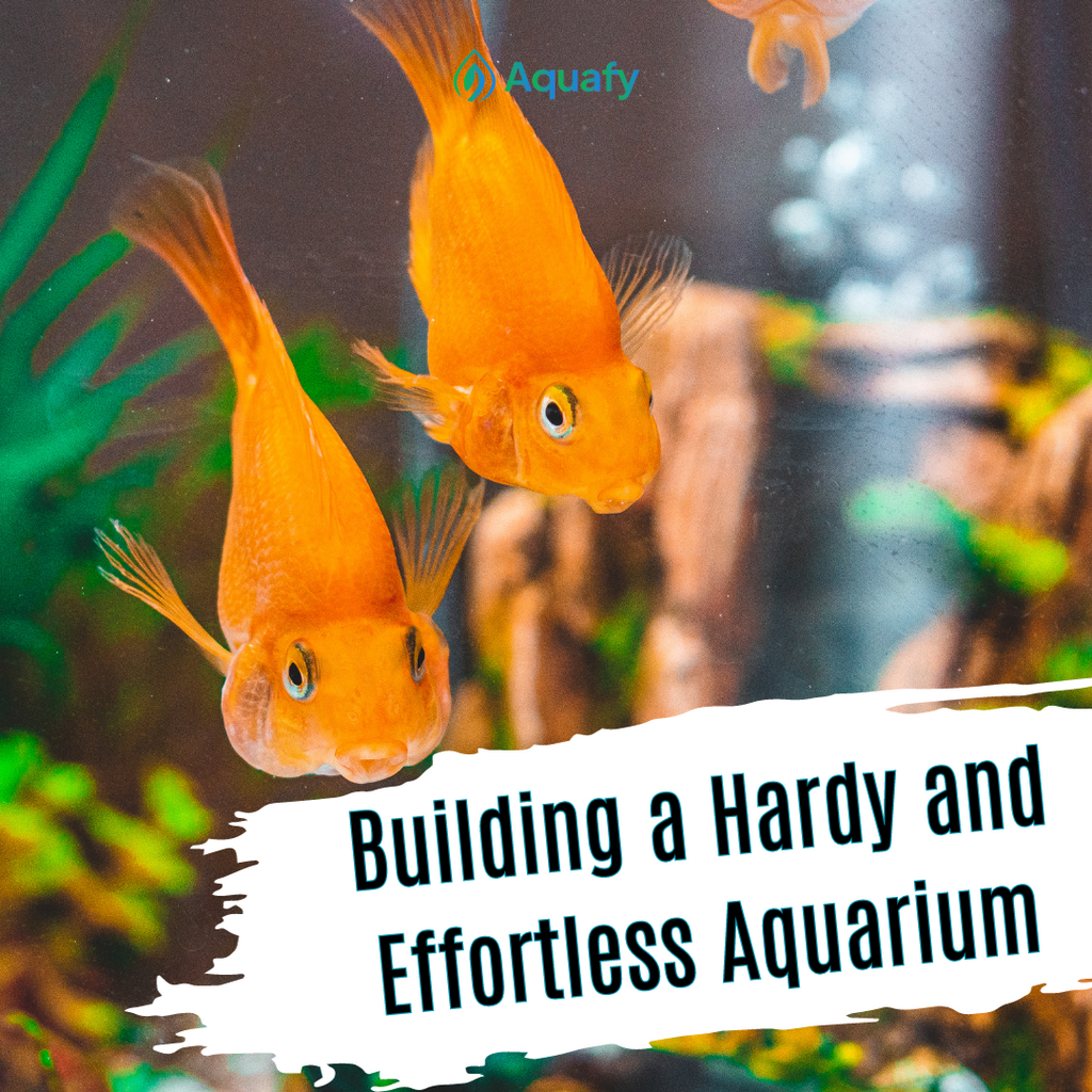 Building a Hardy and Effortless Aquarium