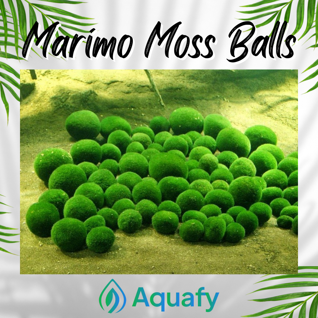 Marimo Moss Balls