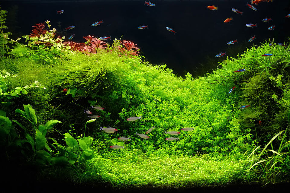 A Summary of Fertilizers in a Planted Tank
