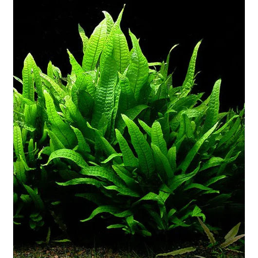 5 Best Low Light Aquarium Plants
