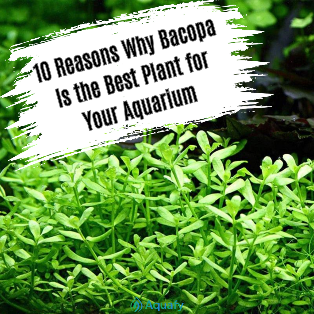 10 Reasons Why Bacopa Is the Best Plant for Your Aquarium