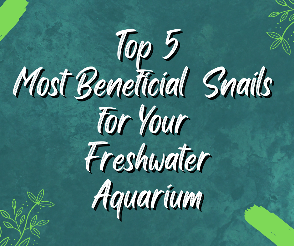 Top 5 Most Beneficial Snails for Your Freshwater Aquarium