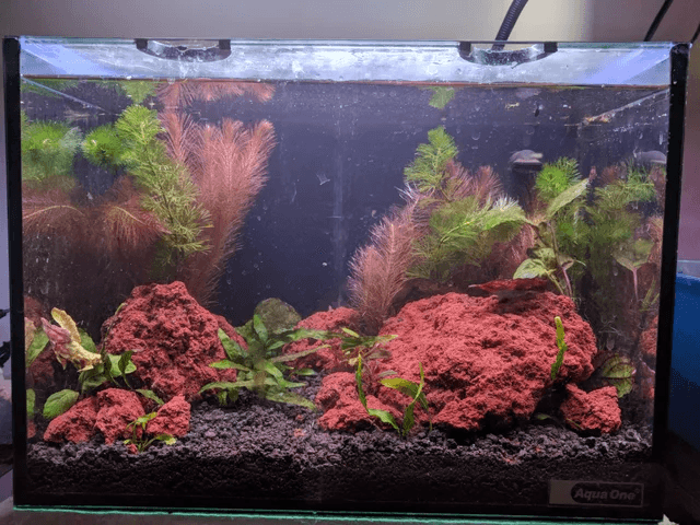 Lava rock aquarium clearance