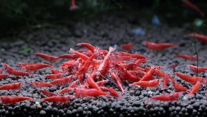 How to Breed Red Cherry Shrimp