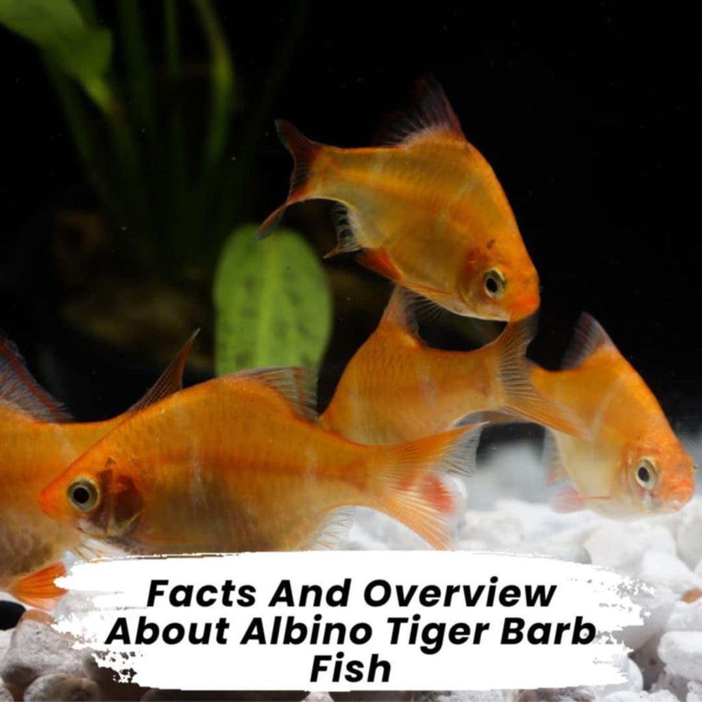 Facts and Overview About Albino Tiger Barb Fish