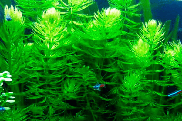 Aquarium plants For Fish Tank