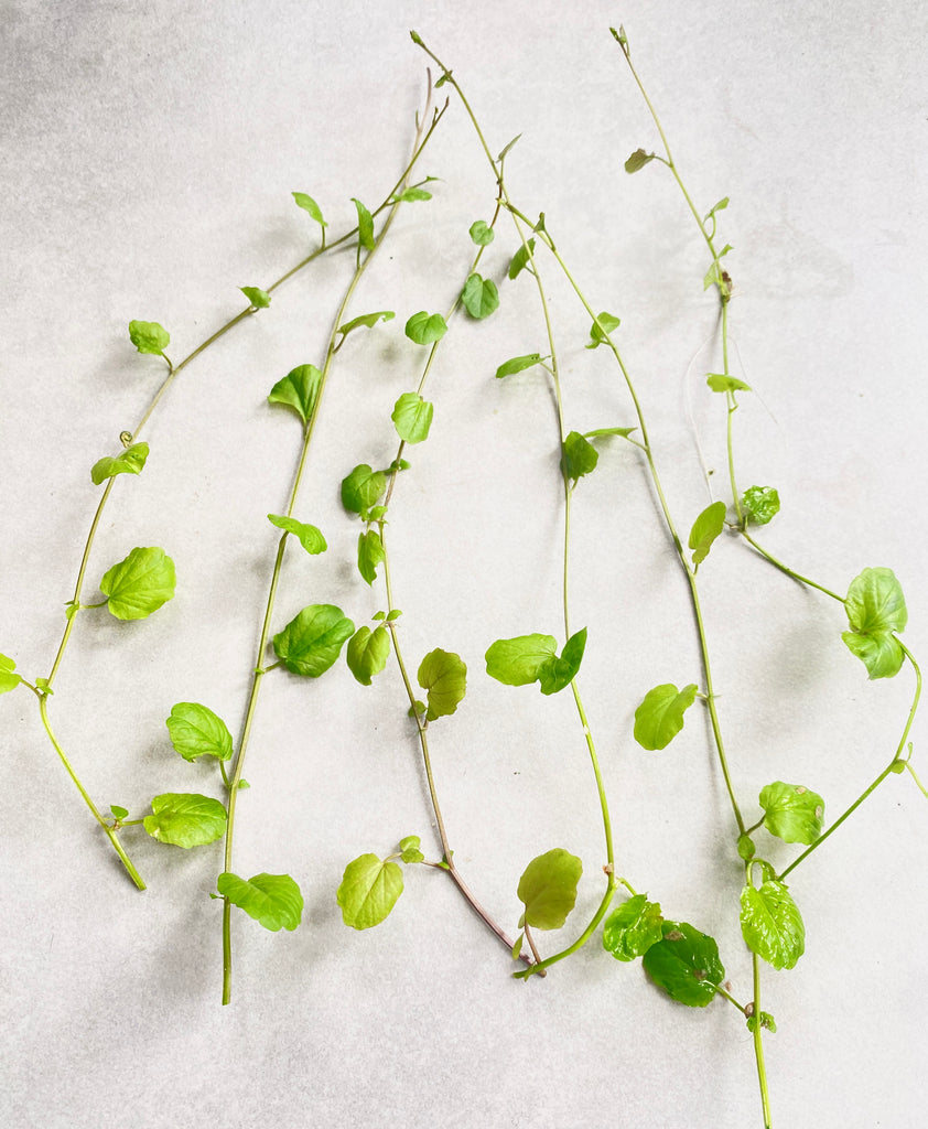 Cardamine Lyrata
