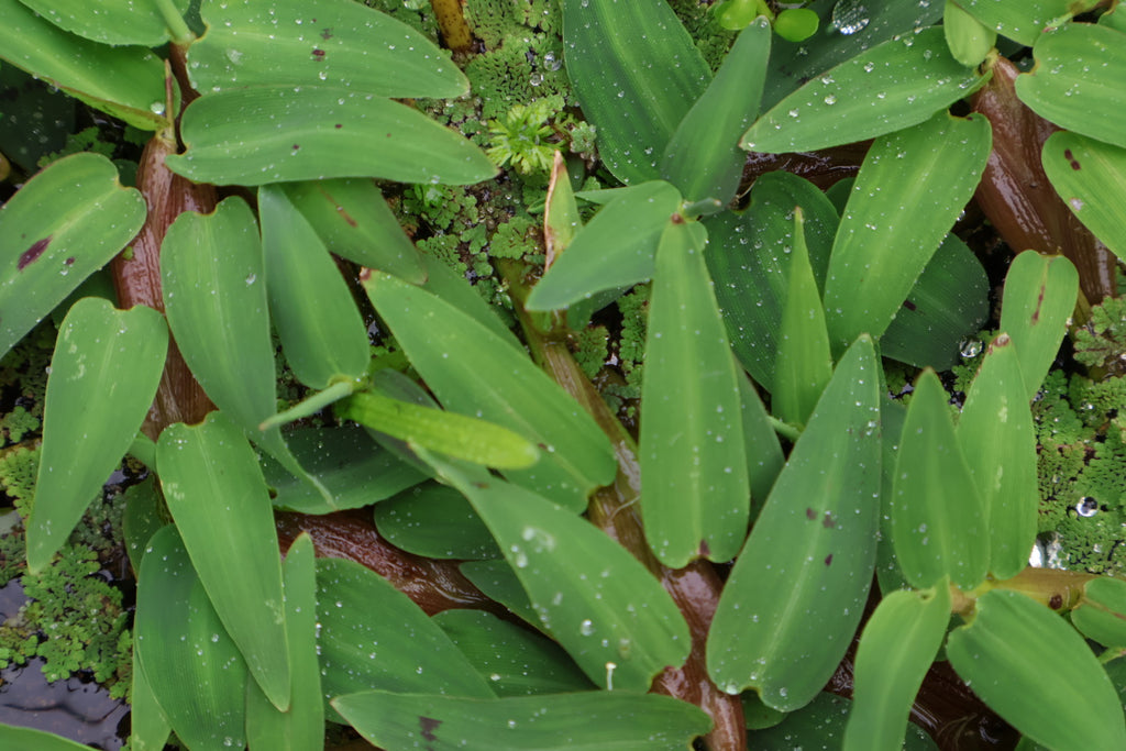 Floating Bamboo "Hygroryza Aristata"