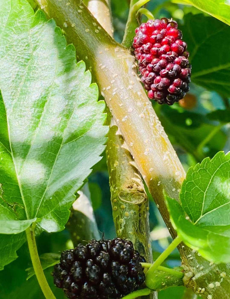 Dry Mulberry leaves For Shrimp/Snails