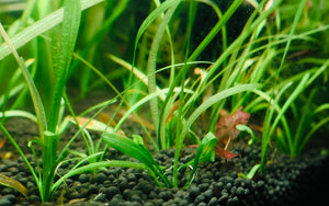 Dwarf Sag "Sagittaria Subulata"