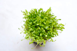 Glossostigma Elatinoides