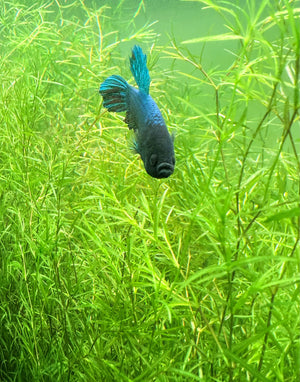 Guppy Grass "Najas guadalupensis"
