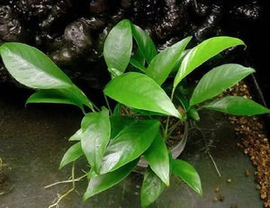 Anubias Afzelii