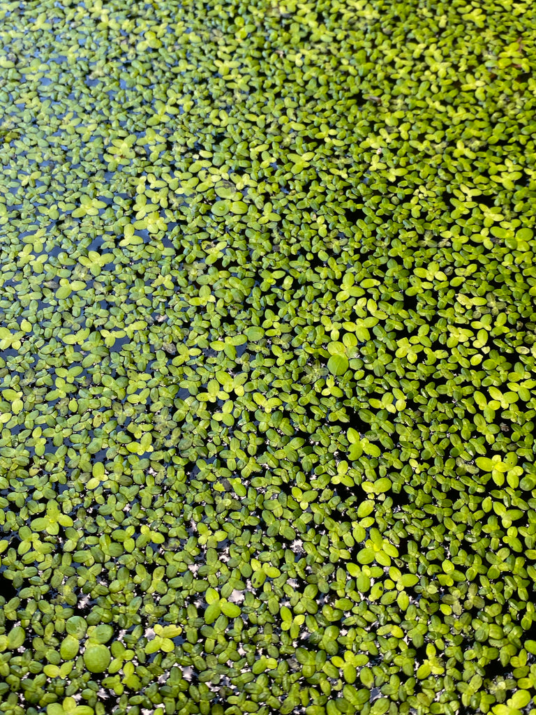 Duckweed