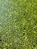 Duckweed