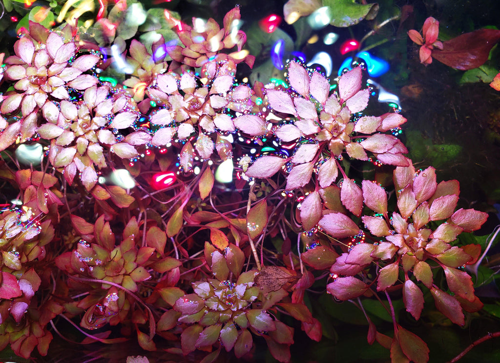 Ludwigia Sedoides