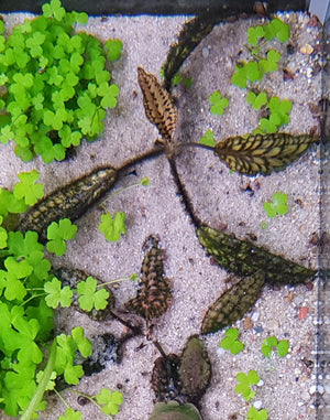 Cryptocoryne Nurii 'Tiger' sale