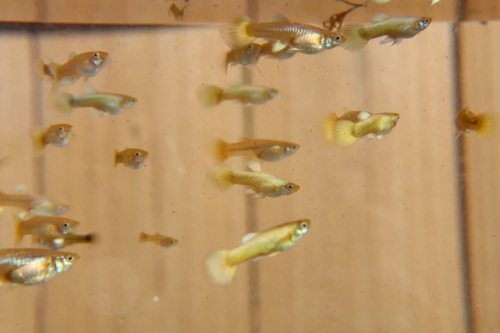 24k Gold Guppy
