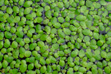 Giant Duckweed