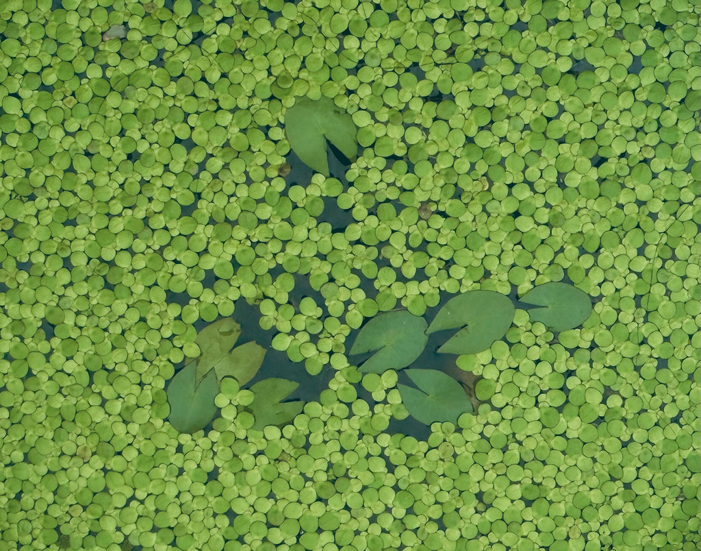 Giant Duckweed