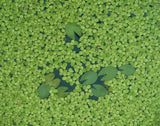 Giant Duckweed