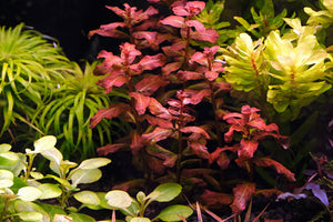 Ludwigia Senegalensis beginner plant sale