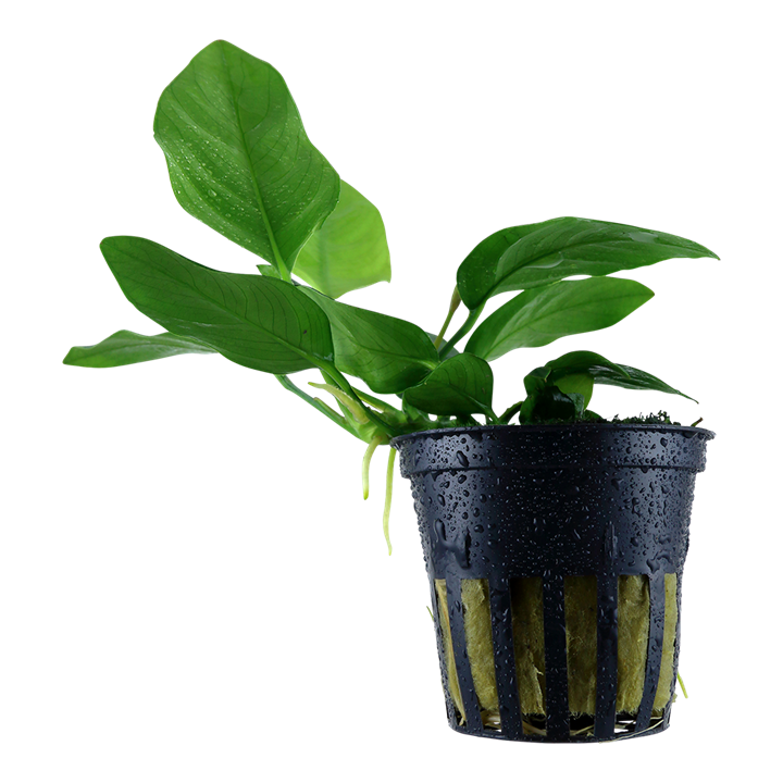 anubias barteri var nana