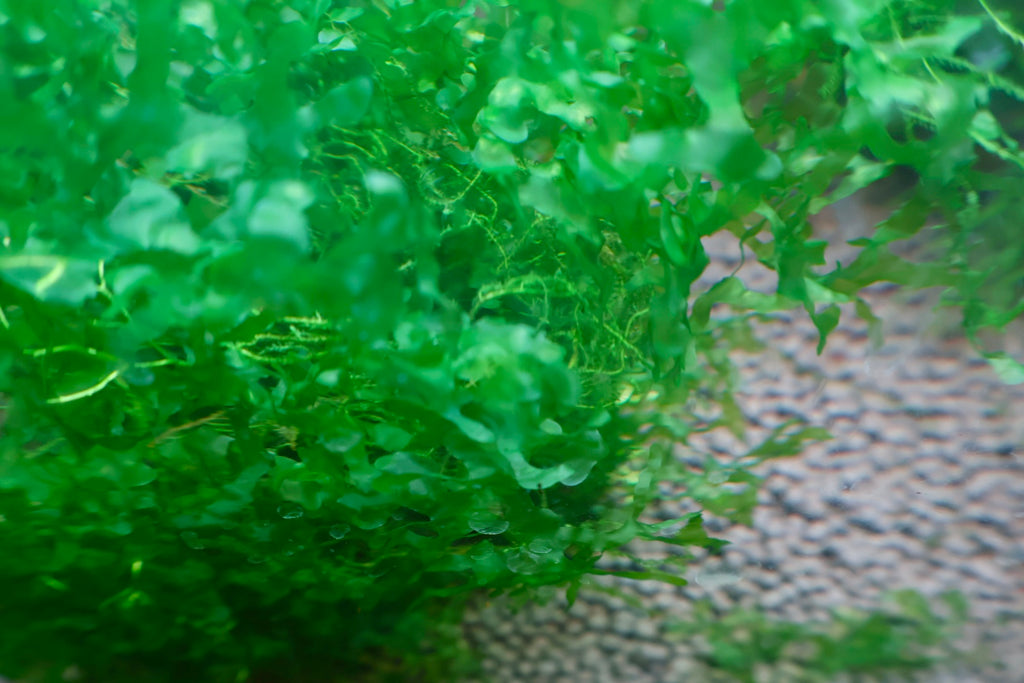 Subwassertang