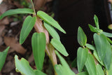 Floating Bamboo "Hygroryza Aristata"