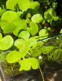 Hydrocotyle Leucocephala Giant Cardamine