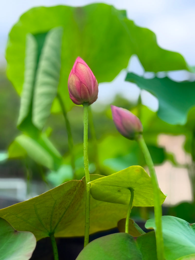 Bowl Lotus Seedlings
