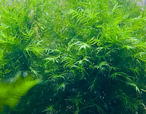 50c Phoenix Moss (Fissidens Fontanus)