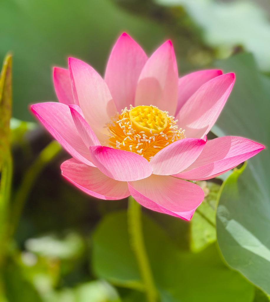 Assorted Pink Lotus Tubers and Runners