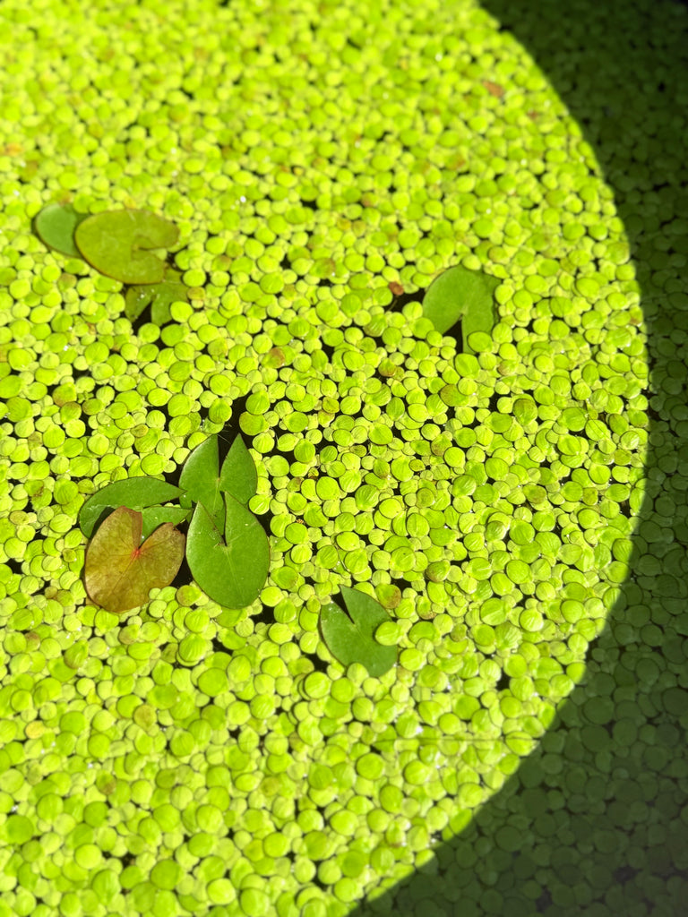 Giant Duckweed