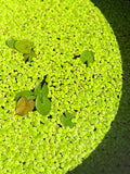 Giant Duckweed