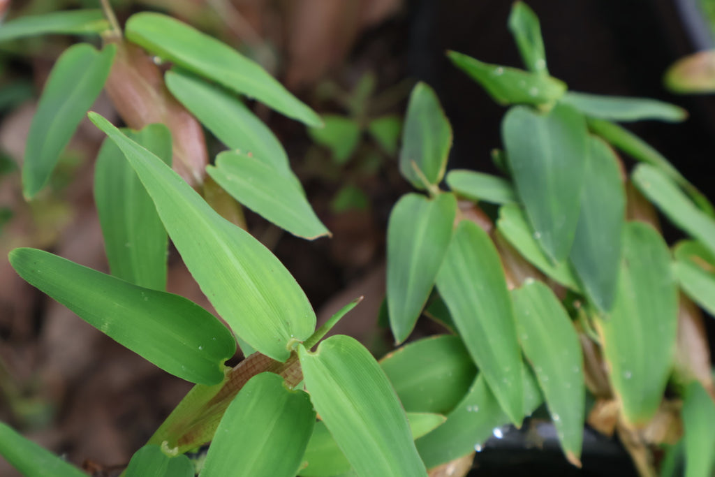 Floating Bamboo "Hygroryza Aristata"