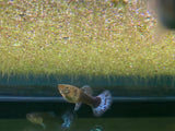 Duckweed