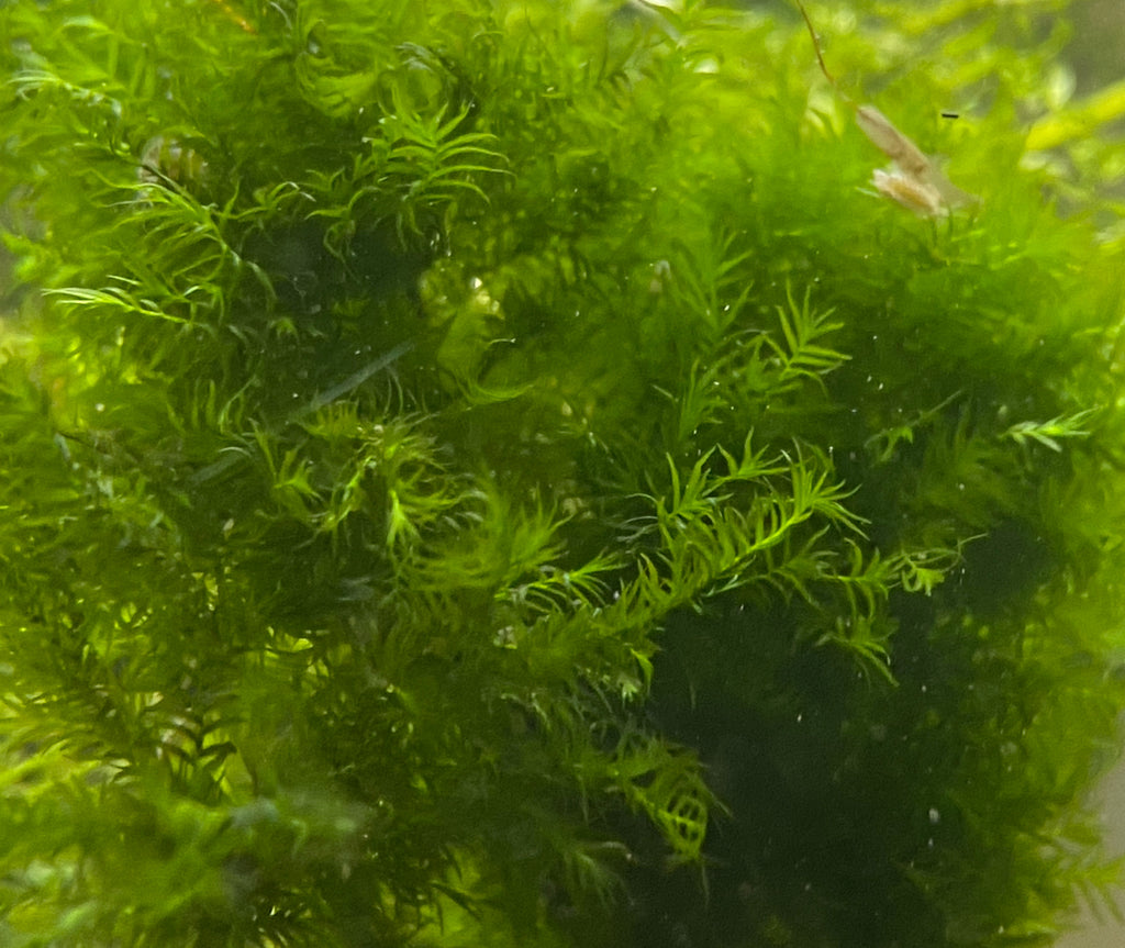 50c Phoenix Moss (Fissidens Fontanus)