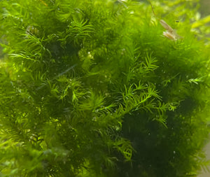 50c Phoenix Moss (Fissidens Fontanus)