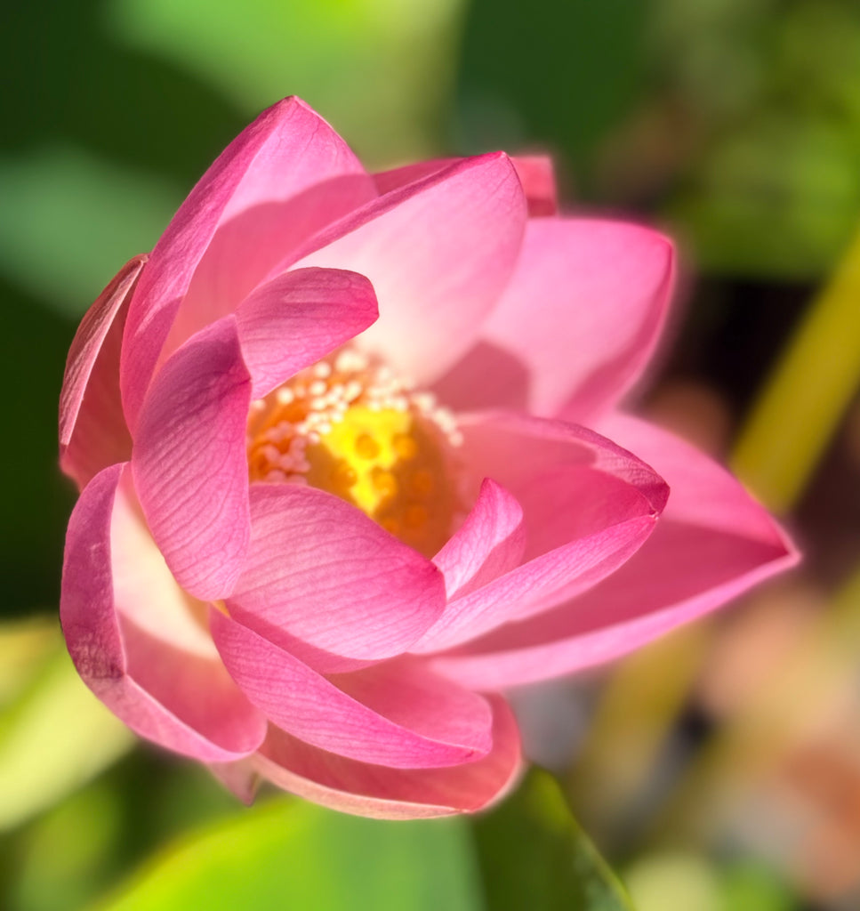 Assorted Pink Lotus Tubers and Runners