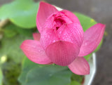 Bowl Lotus Tubers