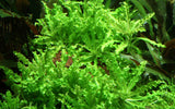 Pogostemon Helferi For Sale