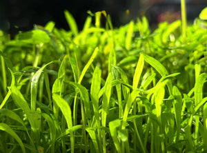 Micro Sword Lilaeopsis Brasiliensis