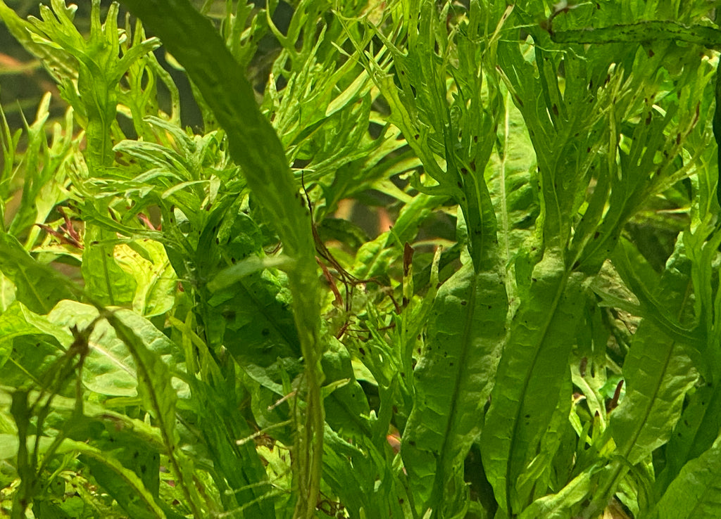 Windelov Java Fern