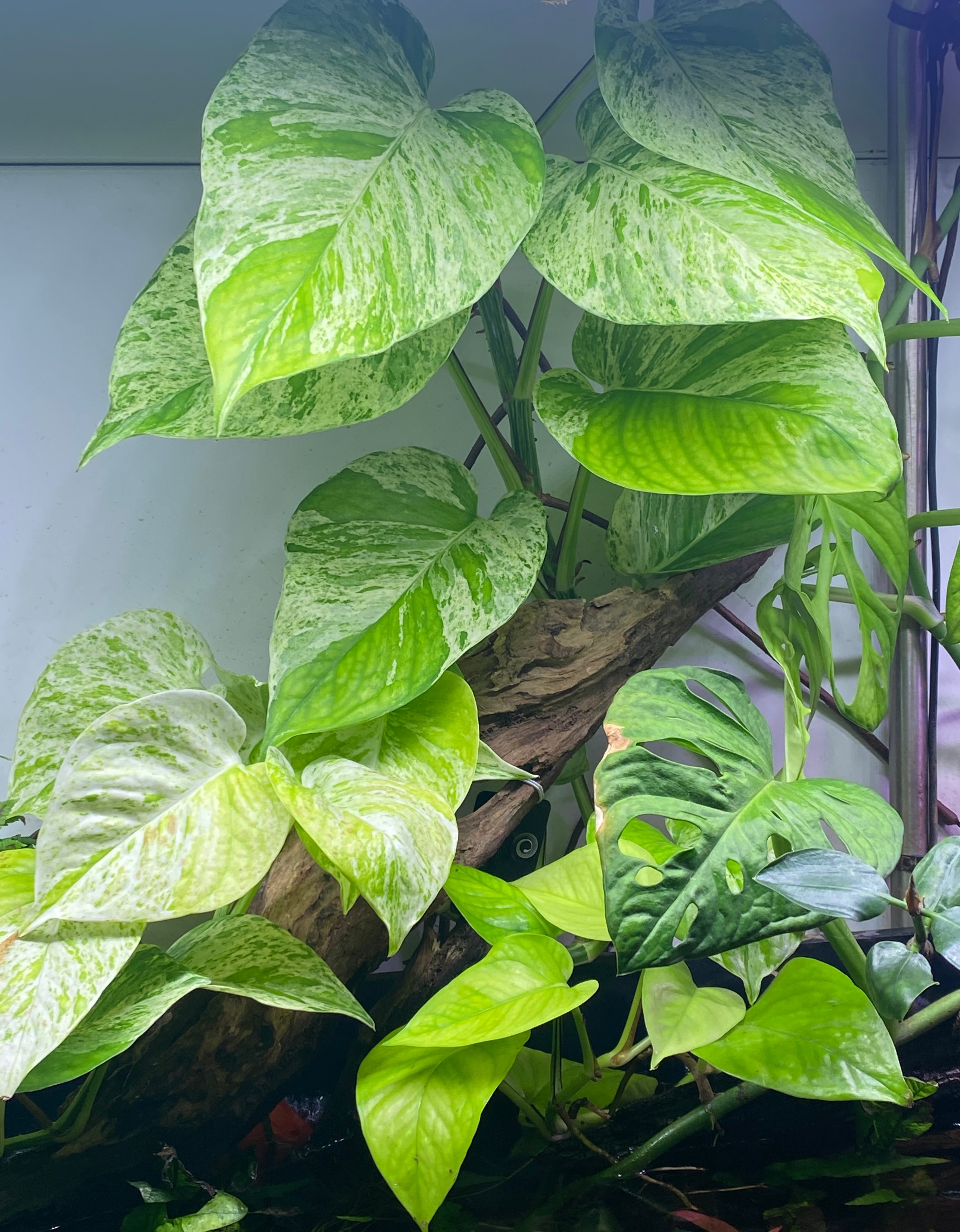Pothos Epipremnum Aureum (Devil's Ivy) Nitrate Absorber for Sale
